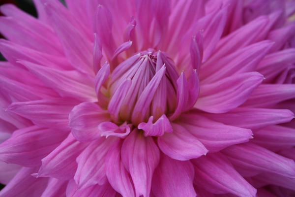 Pink Dahlia