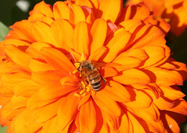 The Yellow Zinnia and the Honey Bee
