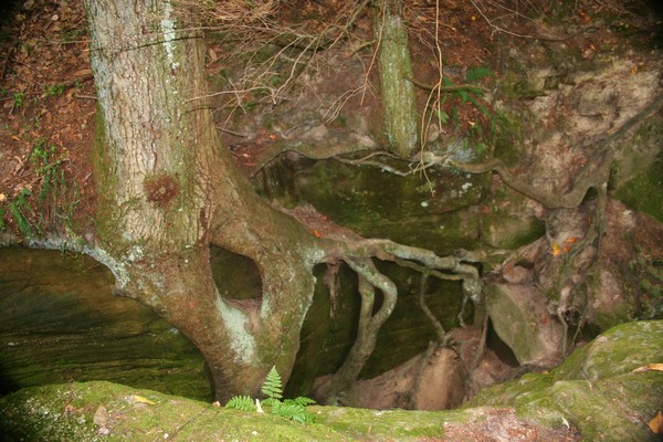 Hanging on by a Root