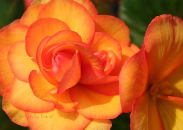 Roses in Orange-Yellow