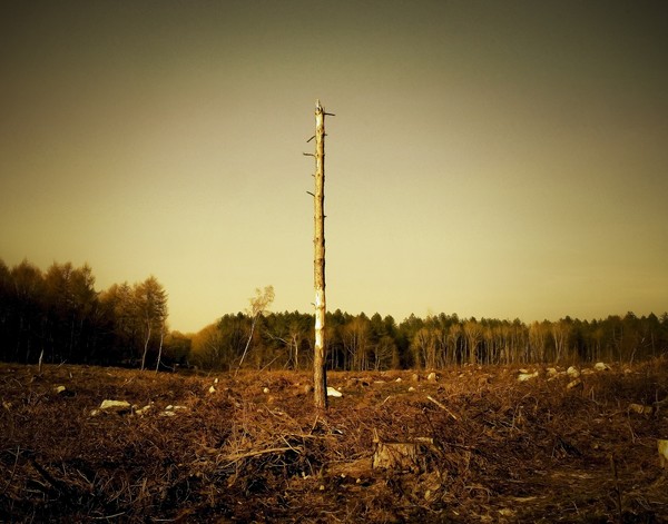 Wasteland