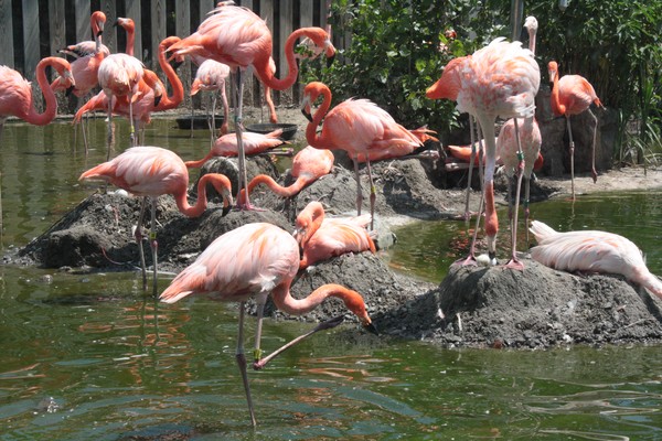Flamingos
