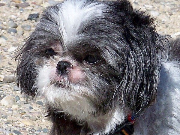 GIZMO