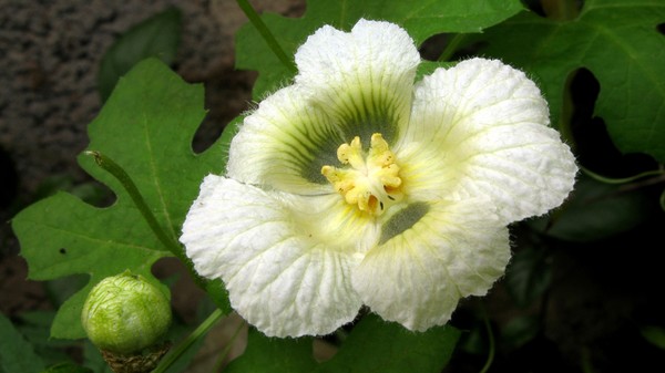 Karella Flower copy