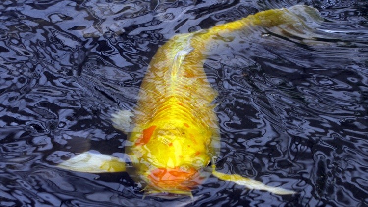 Koi fish 1366x768