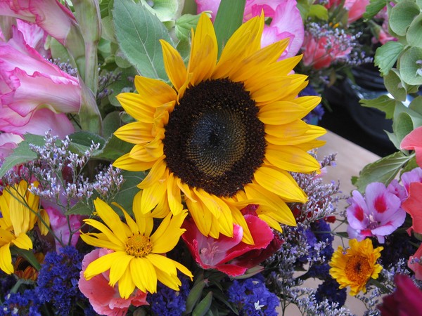 Sunflower & Friends