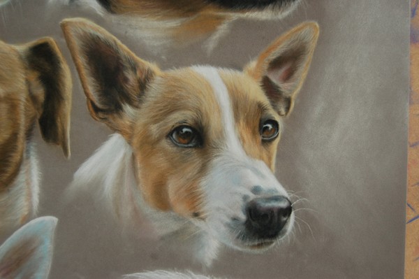 pastel on velour  WIP