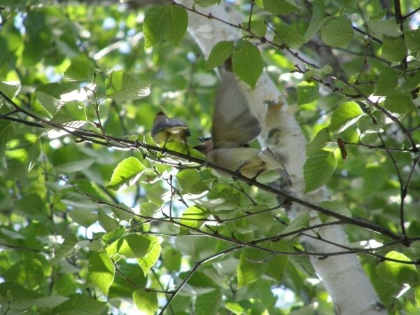 fledgling