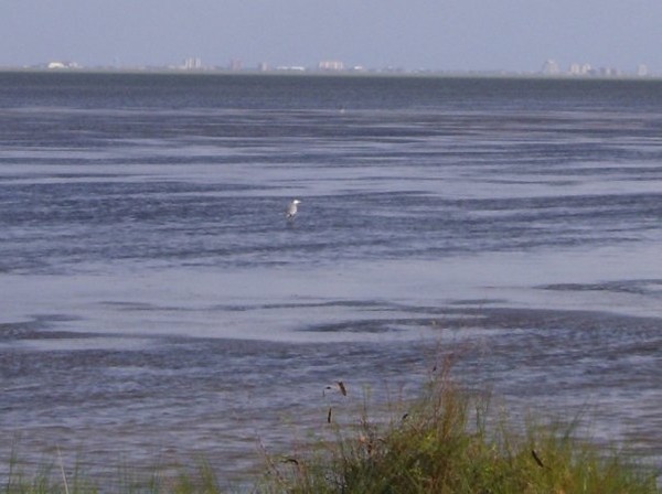 low tide