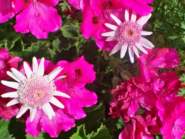 Flowers of Peru #1