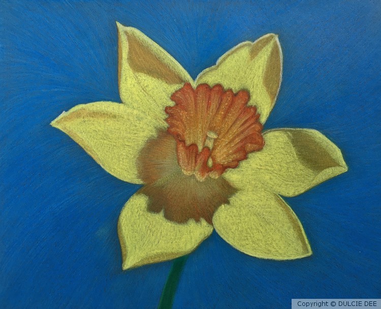 TRUMPET DAFFODIL