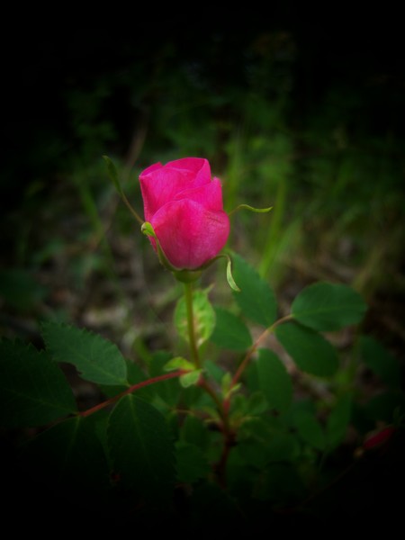 Dark Rose
