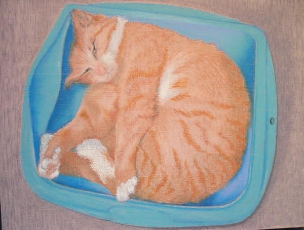 economy-class cat