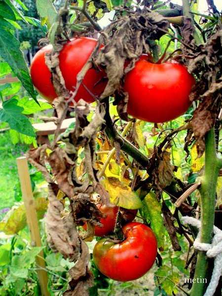 last crops..