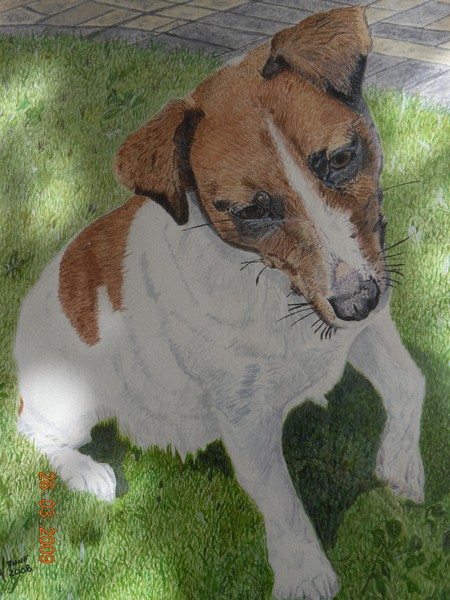 Ted the Jack russell