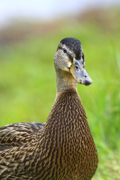 Mallard July 2009