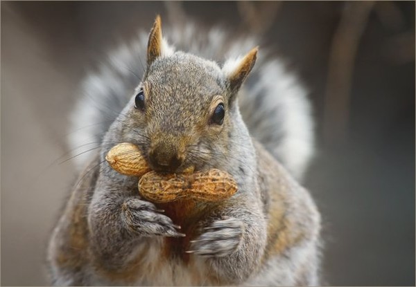 Protect your nuts