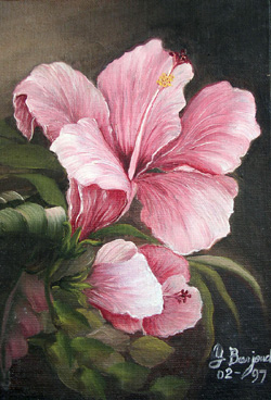 Hibiscus