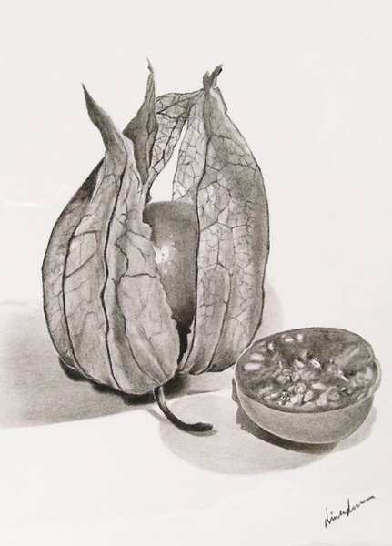 Physalis