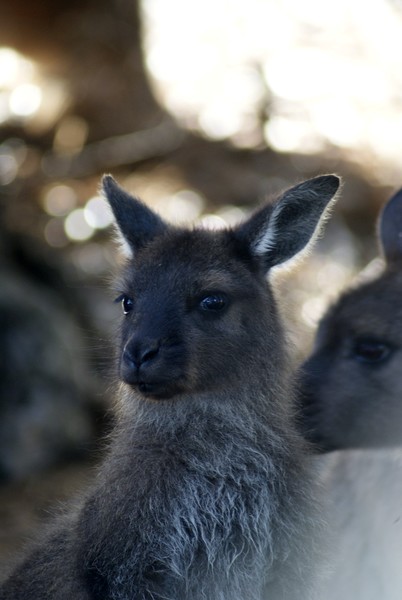 Kangaroo
