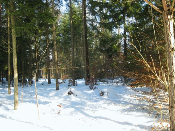 Winterforest
