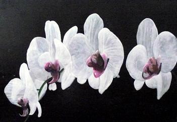 Orchidee