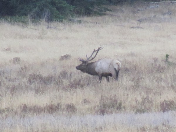 Elk