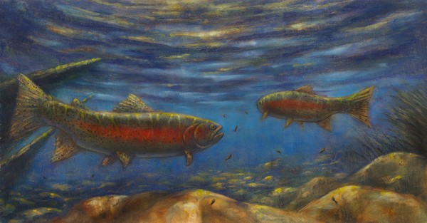 Provo River Rainbows