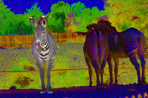 Grevy's Zebra with Neon Background