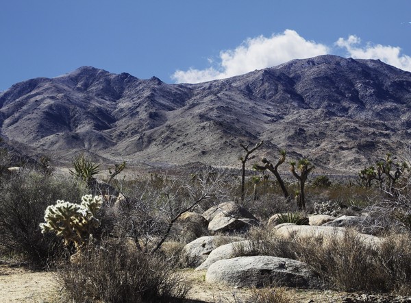 Cactus in Desert Landscape
