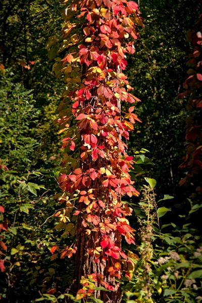 Pillar of Fire