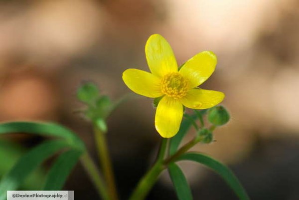 Wildflowers of the Tablerocks (series)