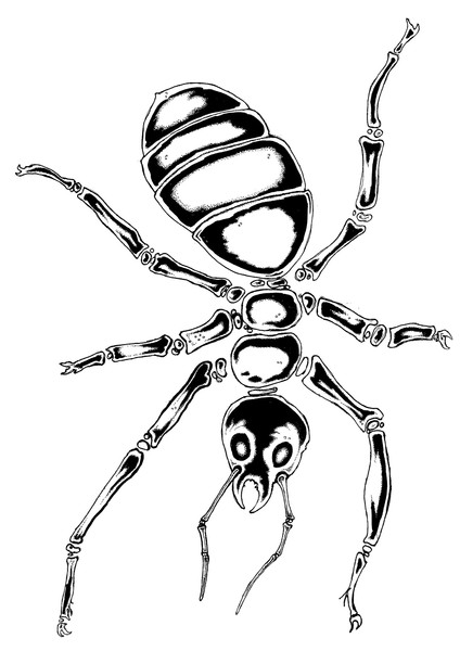 Ant