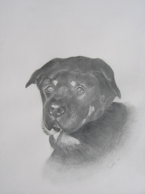 Kuma