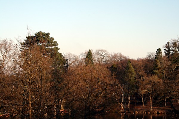 Autumn Trees