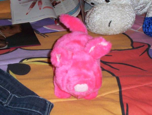 pig