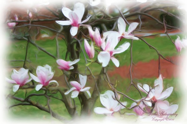 Magnolia in Oil - In Memory