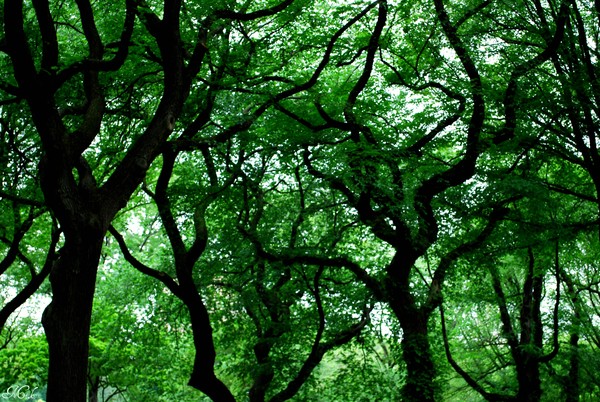 The Whimsy of Central Park