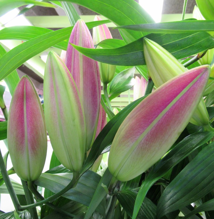 LILIES BUDS