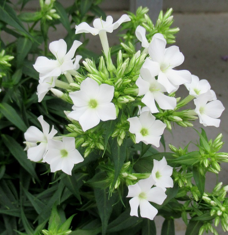 Stephanotis floribunda
