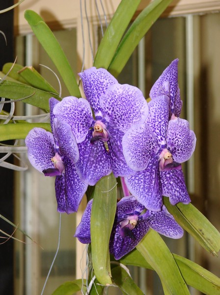 Purple Orchids