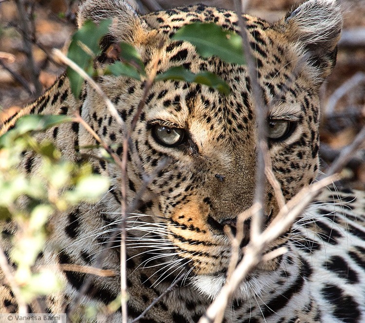 serie This is Africa/ leopard