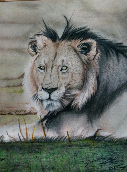 Alpha Male Lion