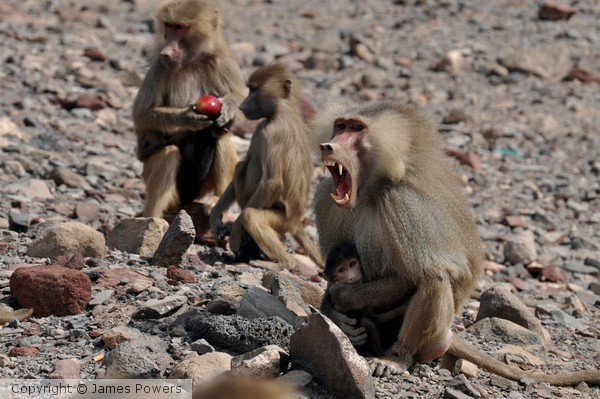 Baboon Mother