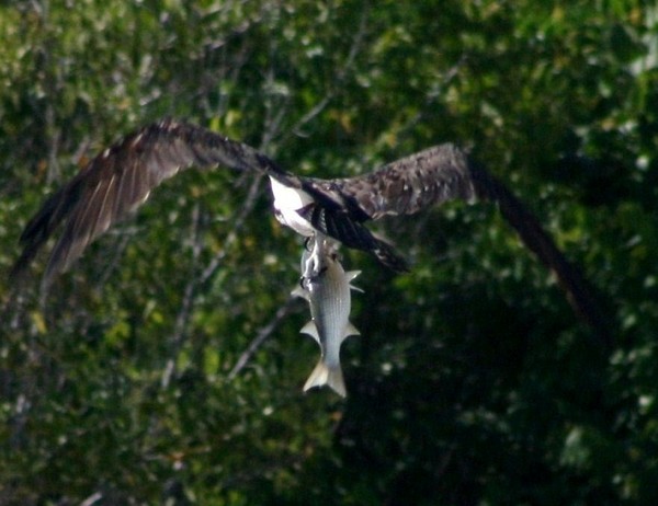 Osprey Getting Dinner