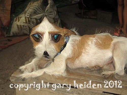 Revival Punk Jack Russell Terrier