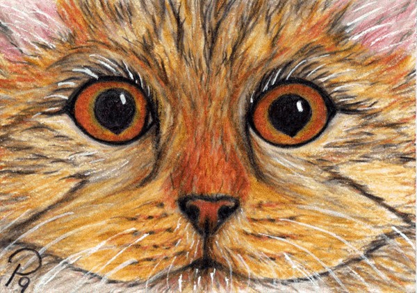 Orange Tabby Cat 