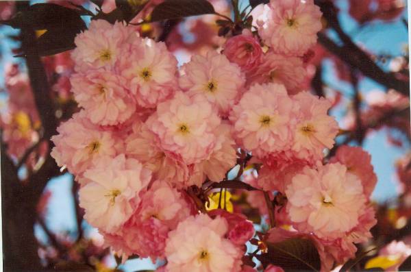 cherry
