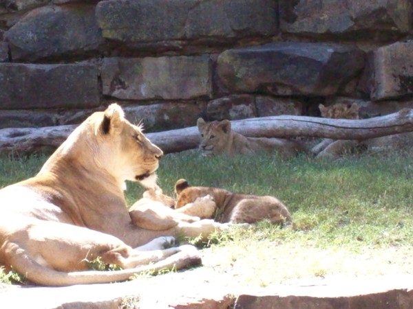 King of the Jungle
