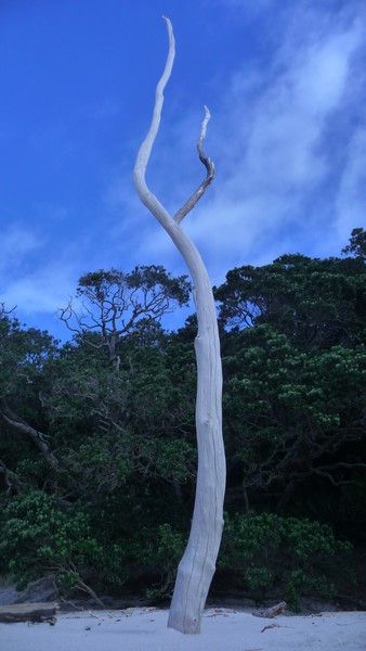 Driftwood.